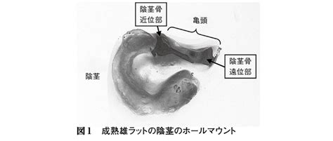 牛 ペニス|陰茎とos penisの関係